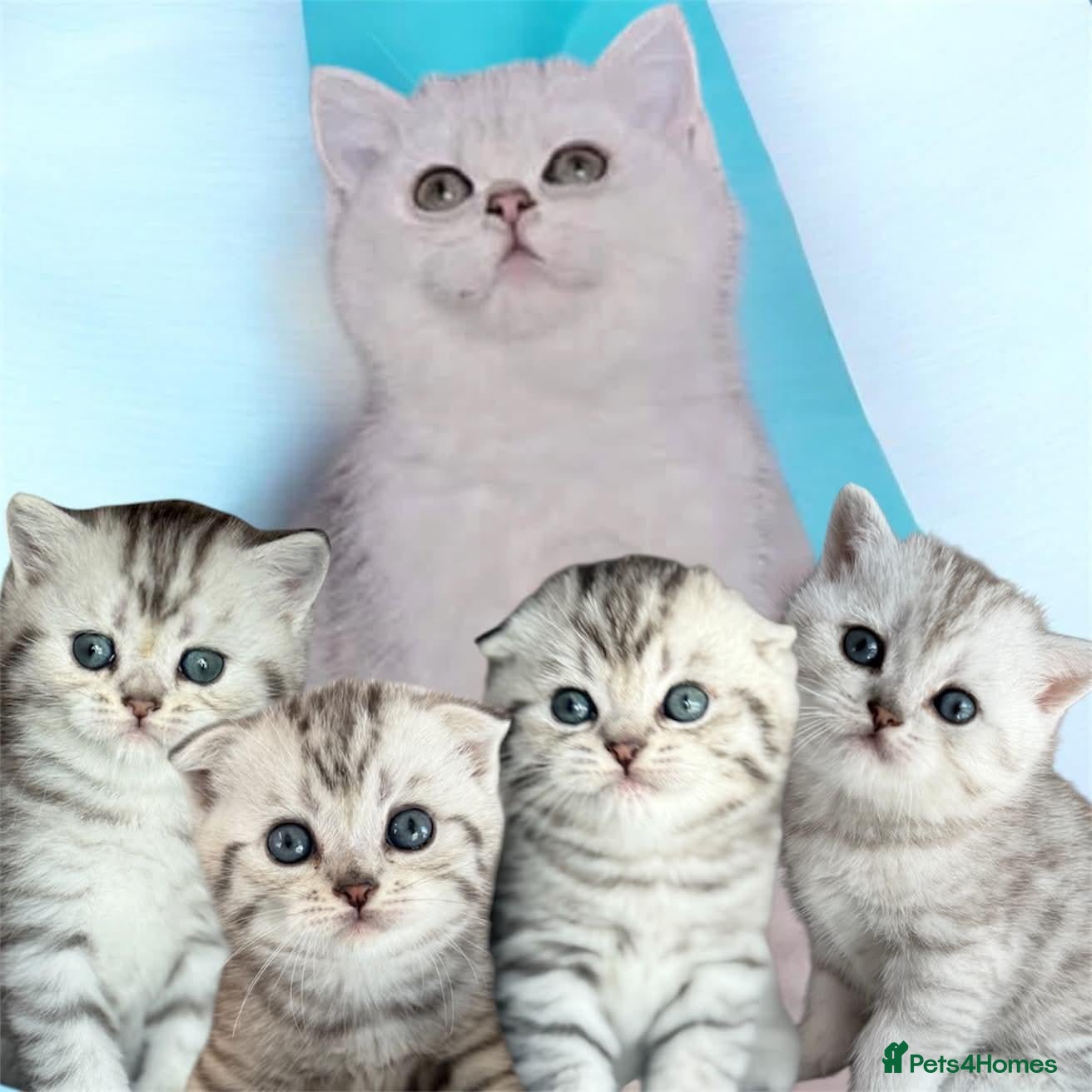 Scottish Fold cats 4 Pedigree Scottish Fold/Straight Kittens - Advert 3