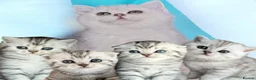 Scottish Fold cats for sale: 4 Pedigree Scottish Fold/Straight Kittens - Advert 1