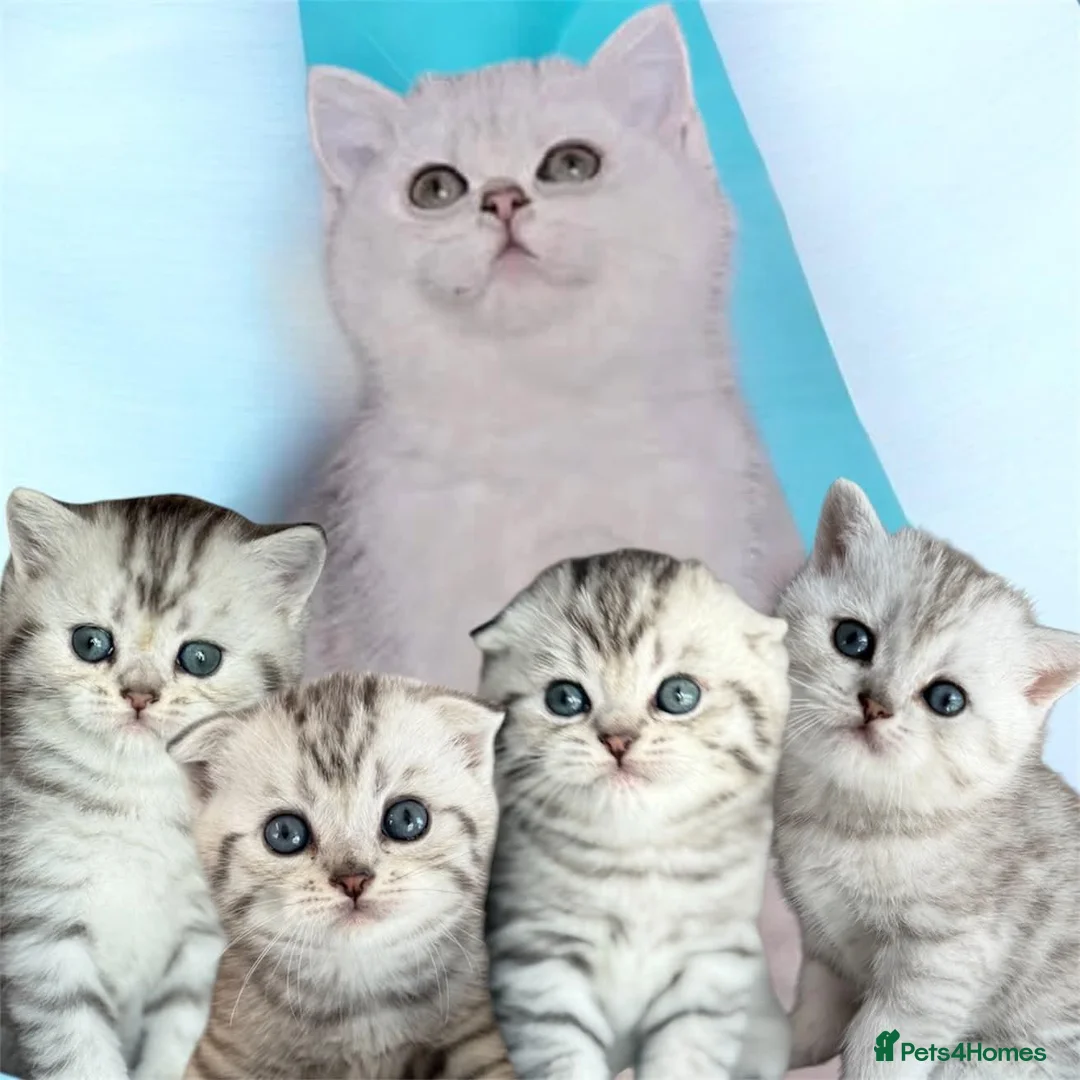 Scottish Fold cats for sale: 4 Pedigree Scottish Fold/Straight Kittens - Advert 1