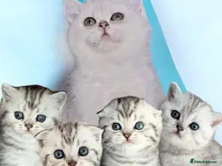 Scottish Fold cats 4 Pedigree Scottish Fold/Straight Kittens - Advert 1