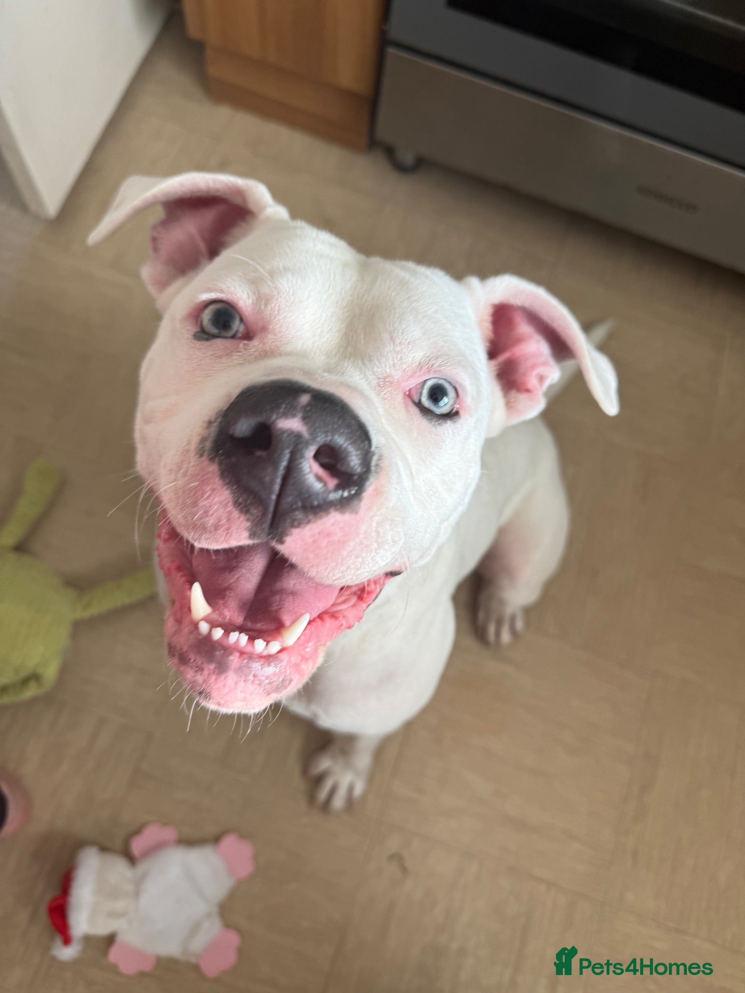 American Bulldog dogs Dina (American Bulldog) - Advert 3