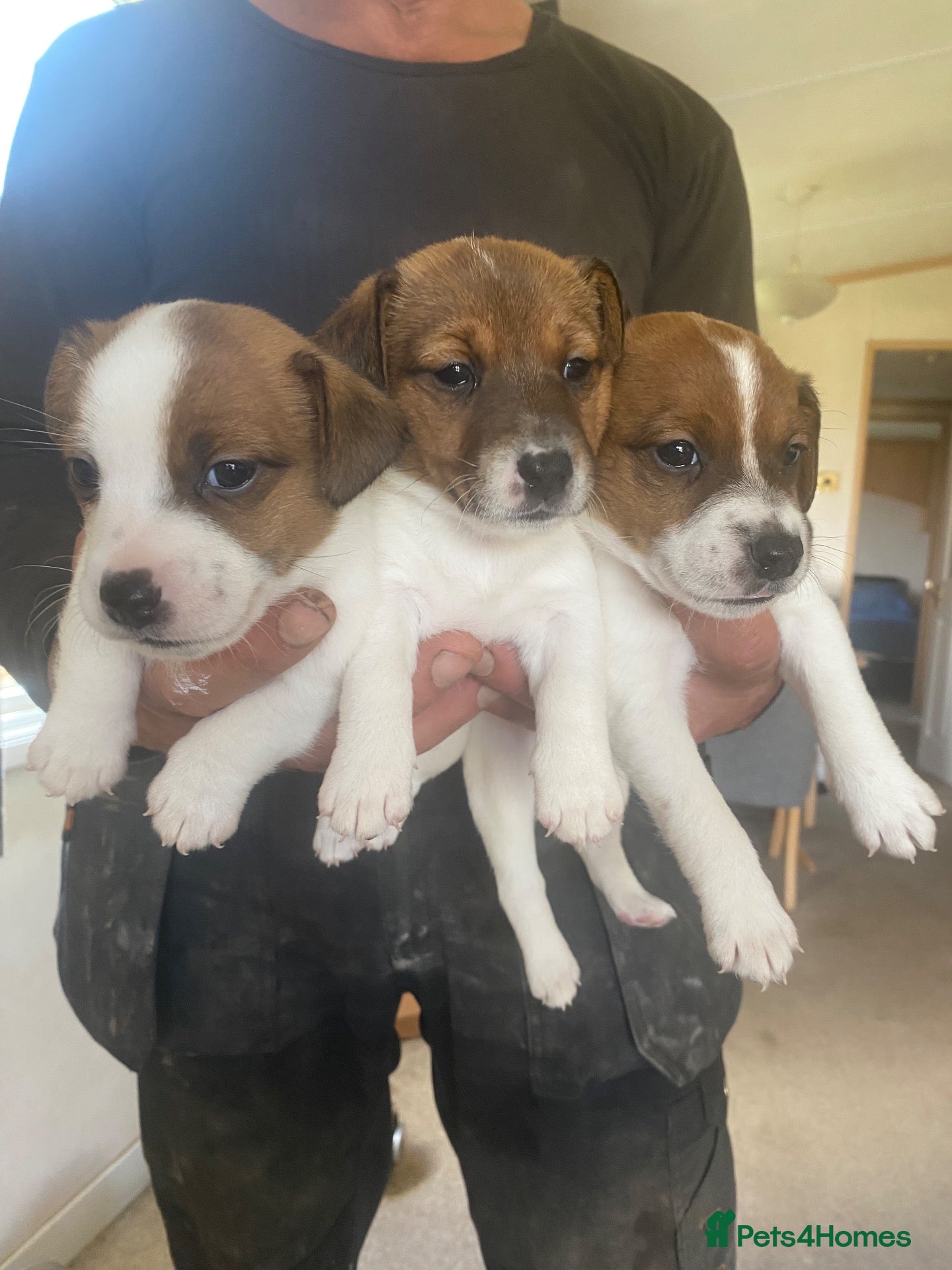 Jack Russell dogs Beautiful jack Russel pups for sale  - Advert 6