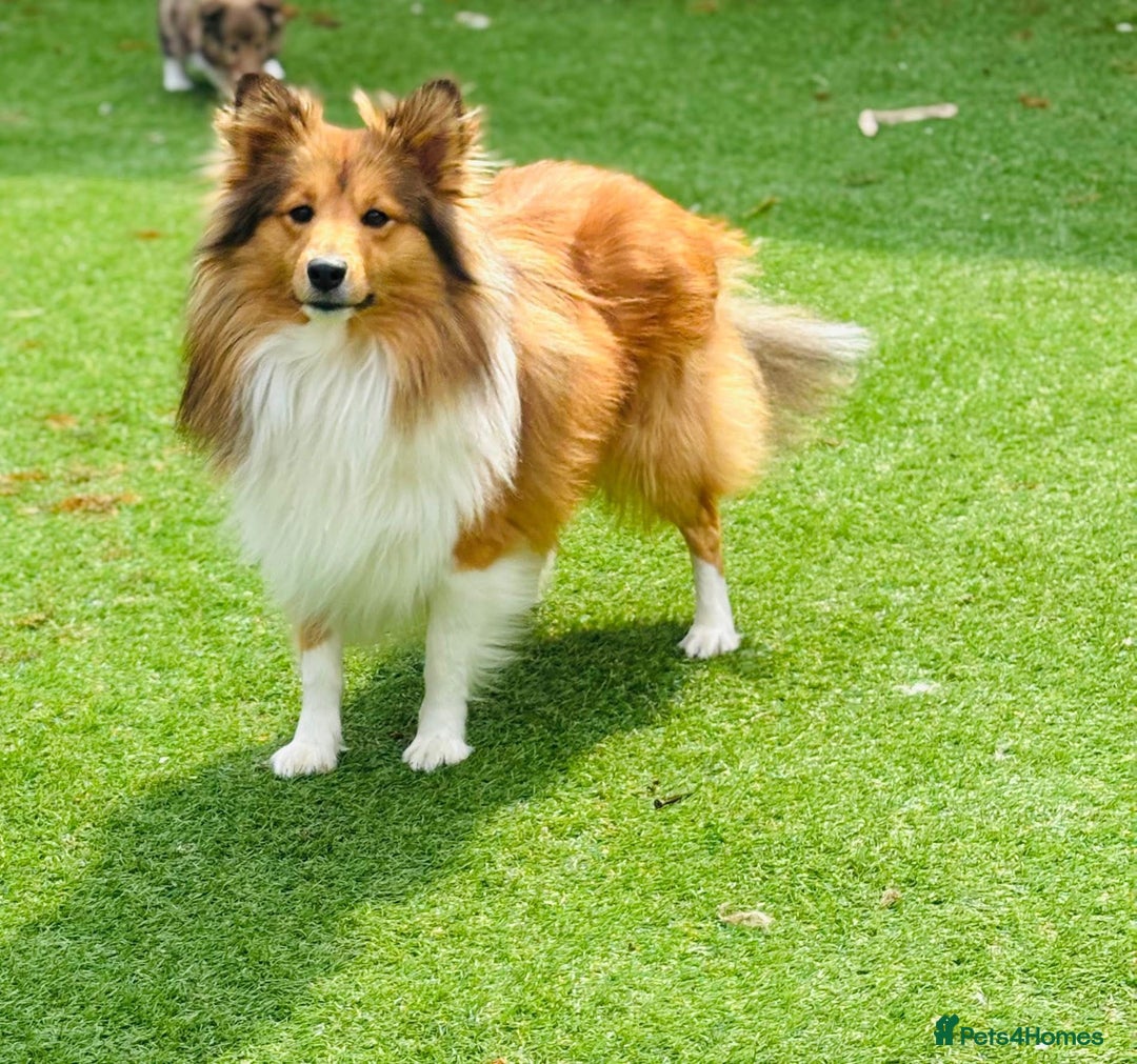 Shetland Sheepdog dogs for stud: Beautiful sable Shetland sheepdog for stud  - Image 3