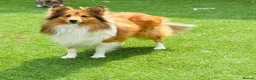 Shetland Sheepdog dogs for stud: Beautiful sable Shetland sheepdog for stud  - Advert 6