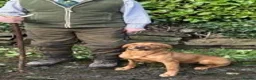 Labrador Retriever dogs for sale: OUTSTANDING KC Reg, FOX RED LABRADOR PUPPIES  - Advert 17