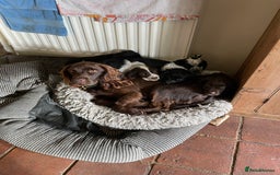 Cocker Spaniel dogs for sale: Stunning Working Cocker Spaniel puppy  - Advert 7