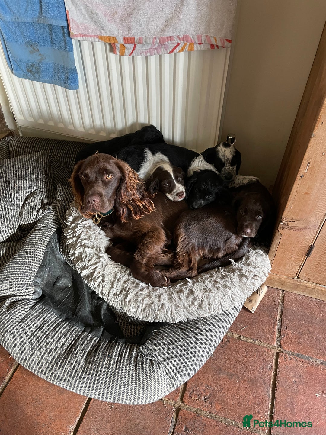 Cocker Spaniel dogs for sale: Stunning Working Cocker Spaniel puppy  - Advert 7