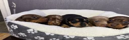 Dachshund dogs for sale: Gorgeous litter🌈 - Advert 2