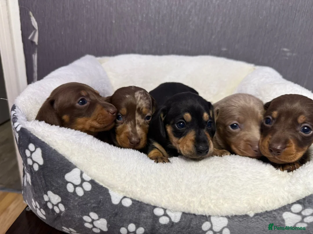 Dachshund dogs for sale: Gorgeous litter🌈 - Advert 2