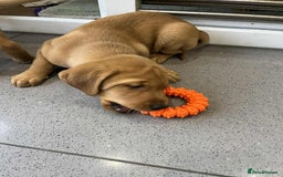 Labrador Retriever dogs for sale: Exceptional breed Labradors - Image 5