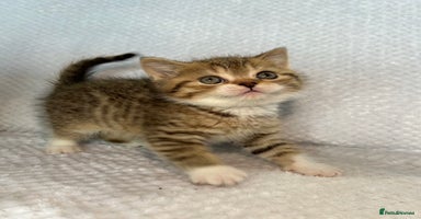 British Shorthair cats Gorgeous British shorthair kittens  - Advert 3