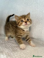 British Shorthair cats Gorgeous British shorthair kittens - Advert 3