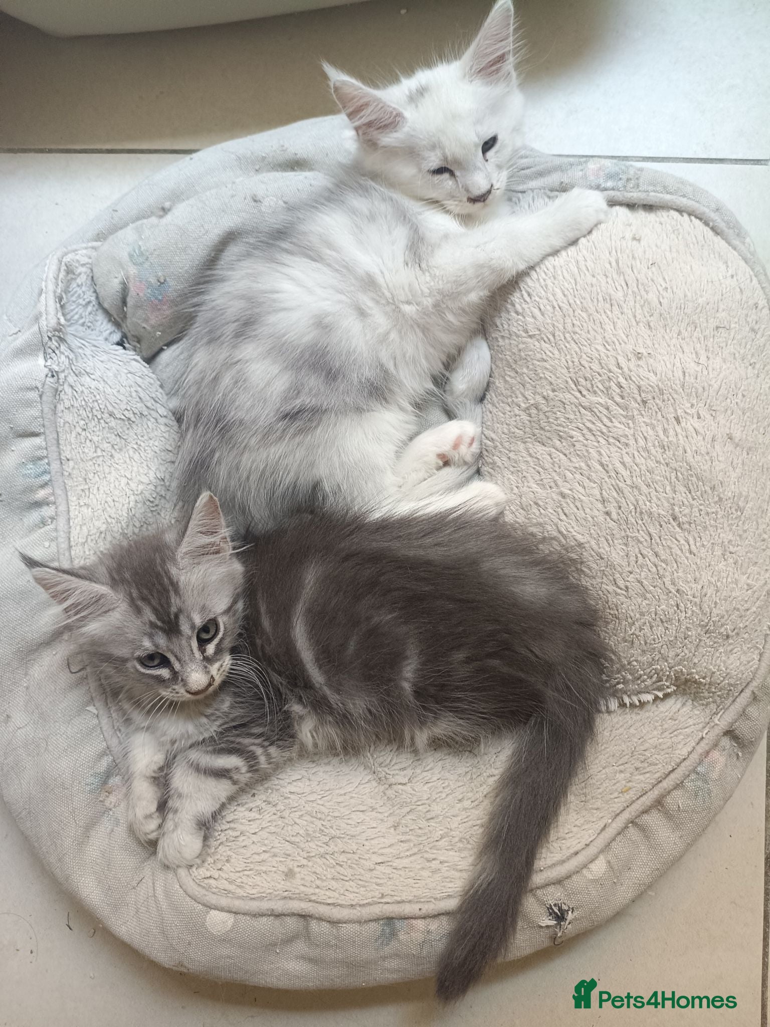 Maine Coon cats Stunning health tested, tica reg kittens 😍 - Advert 1