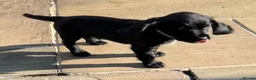 Sprocker dogs for sale: Confident sprockers  in Redruth - Advert 9