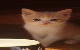 Ragdoll cats for sale: Ragdoll x tortoise shell kittens - Image 19