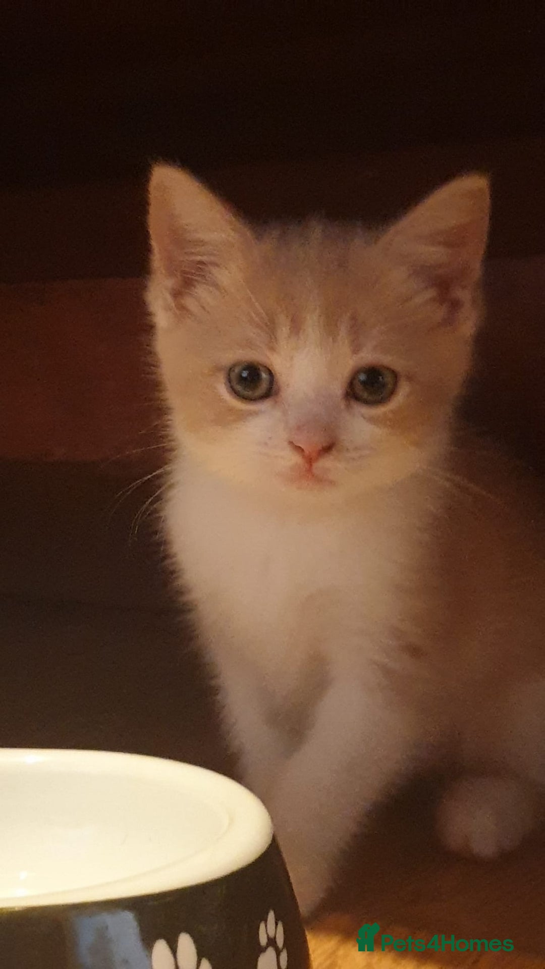 Ragdoll cats for sale: Ragdoll x tortoise shell kittens - Image 19