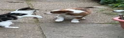 Border Collie dogs for sale: Gorgeous Border Collie puos - Advert 6