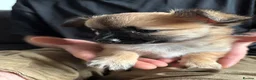 Chihuahua dogs for sale: Absolutely gorgeous chihuahua pups - Advert 15