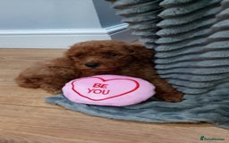 Miniature Poodle dogs for sale: Miniature red poodles 2💙2🩷 - Image 19