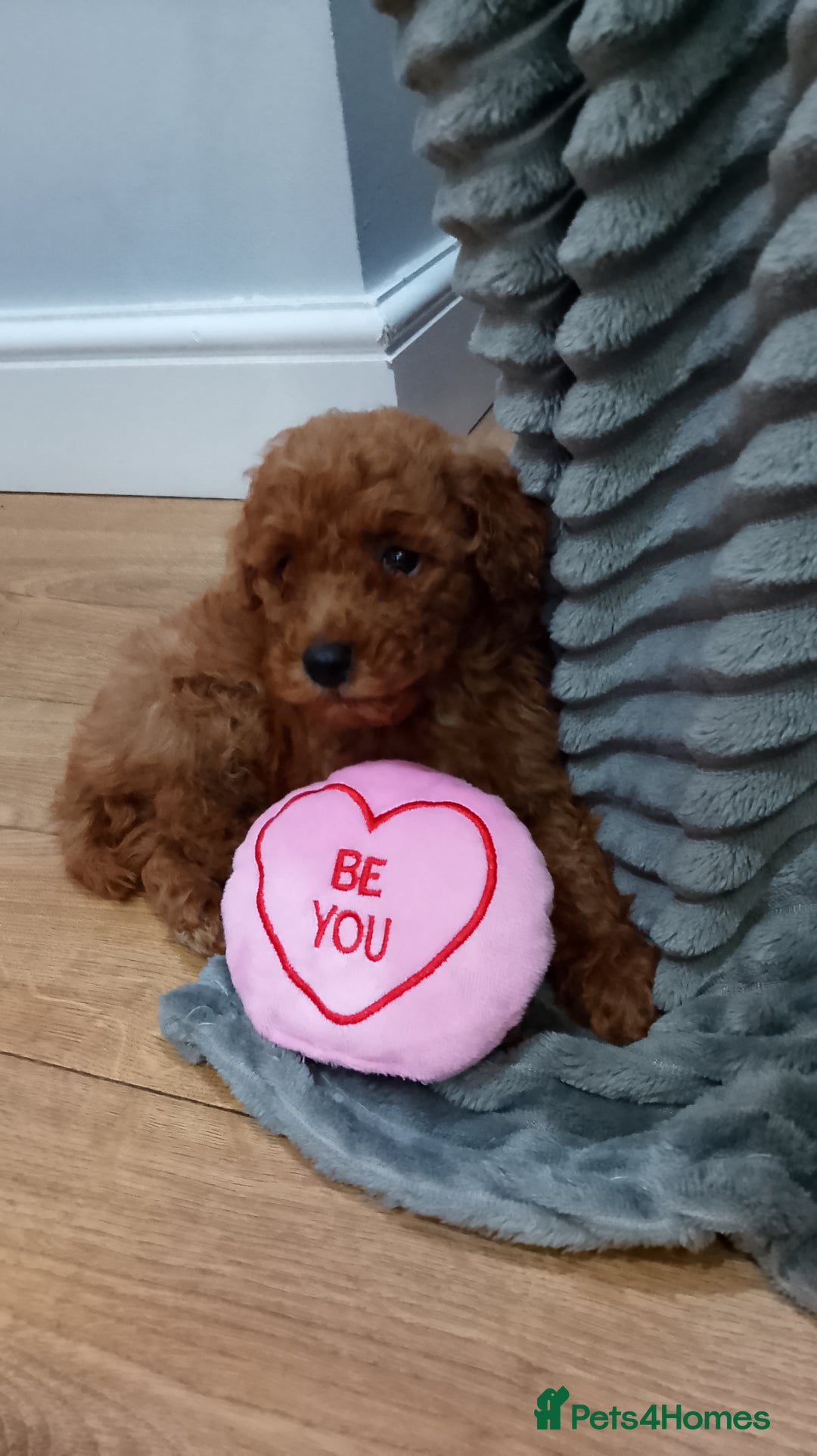 Miniature Poodle dogs for sale: Miniature red poodles 2💙2🩷 - Image 19