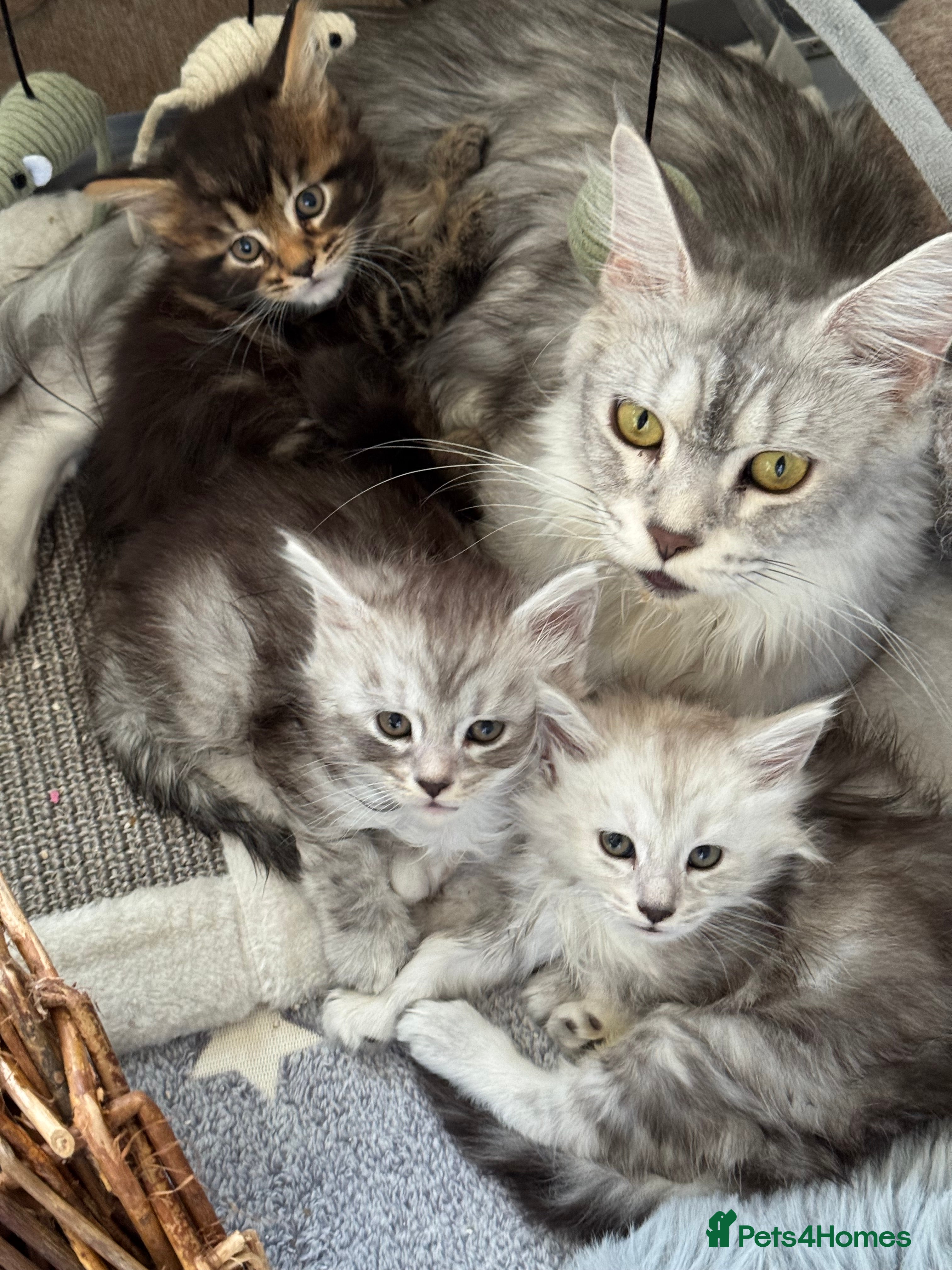 Maine Coon cats BEAUTIFUL PURE BREED MAINE COON KITTENS - Advert 6