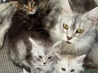 Maine Coon cats BEAUTIFUL PURE BREED MAINE COON KITTENS - Advert 11