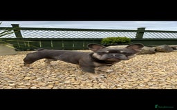 French Bulldog dogs for sale: Kc registered french bulldog puppies available 🐶 - Image 18