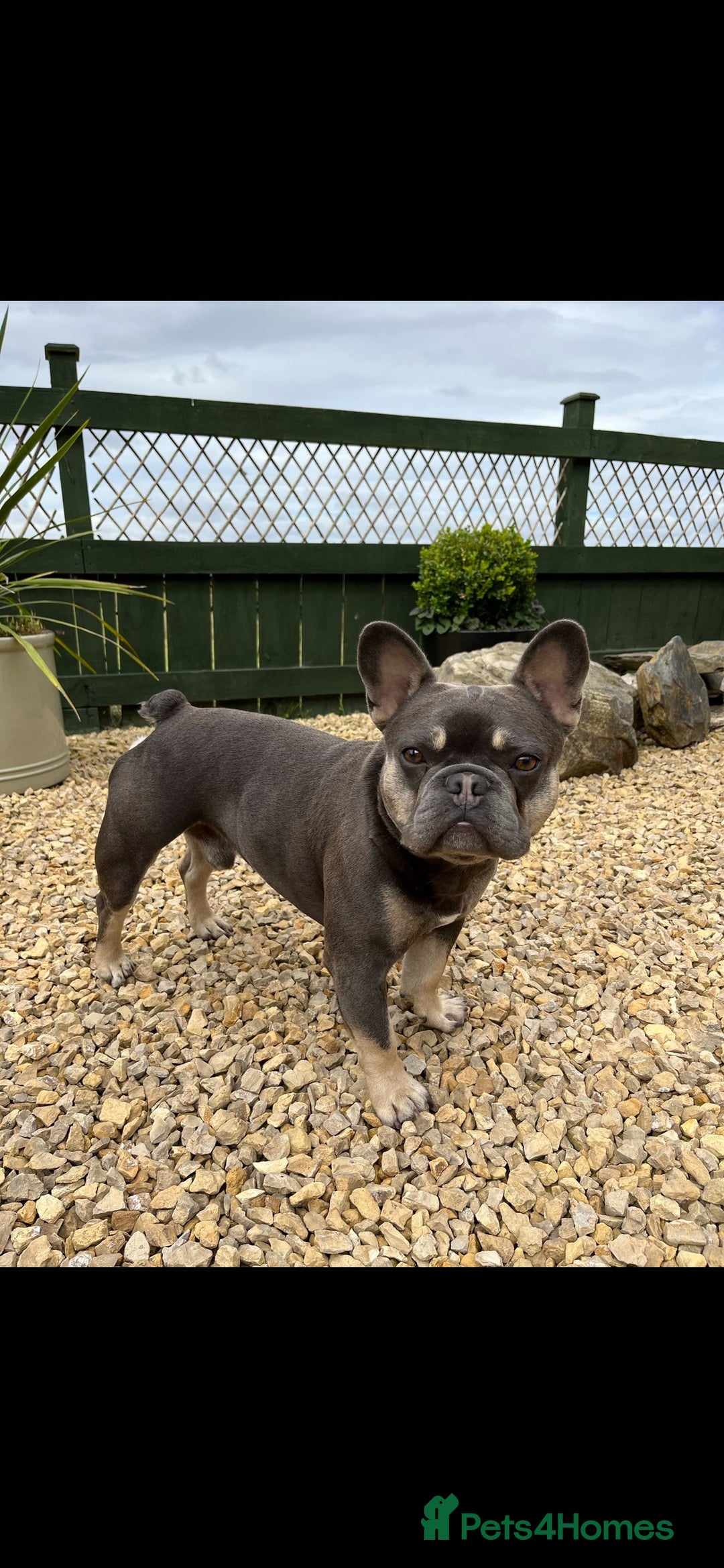 French Bulldog dogs for sale: Kc registered french bulldog puppies available 🐶 - Image 18