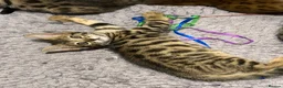 Bengal cats for sale: 🐾 Three Half-Bengal Kittens  - Advert 4