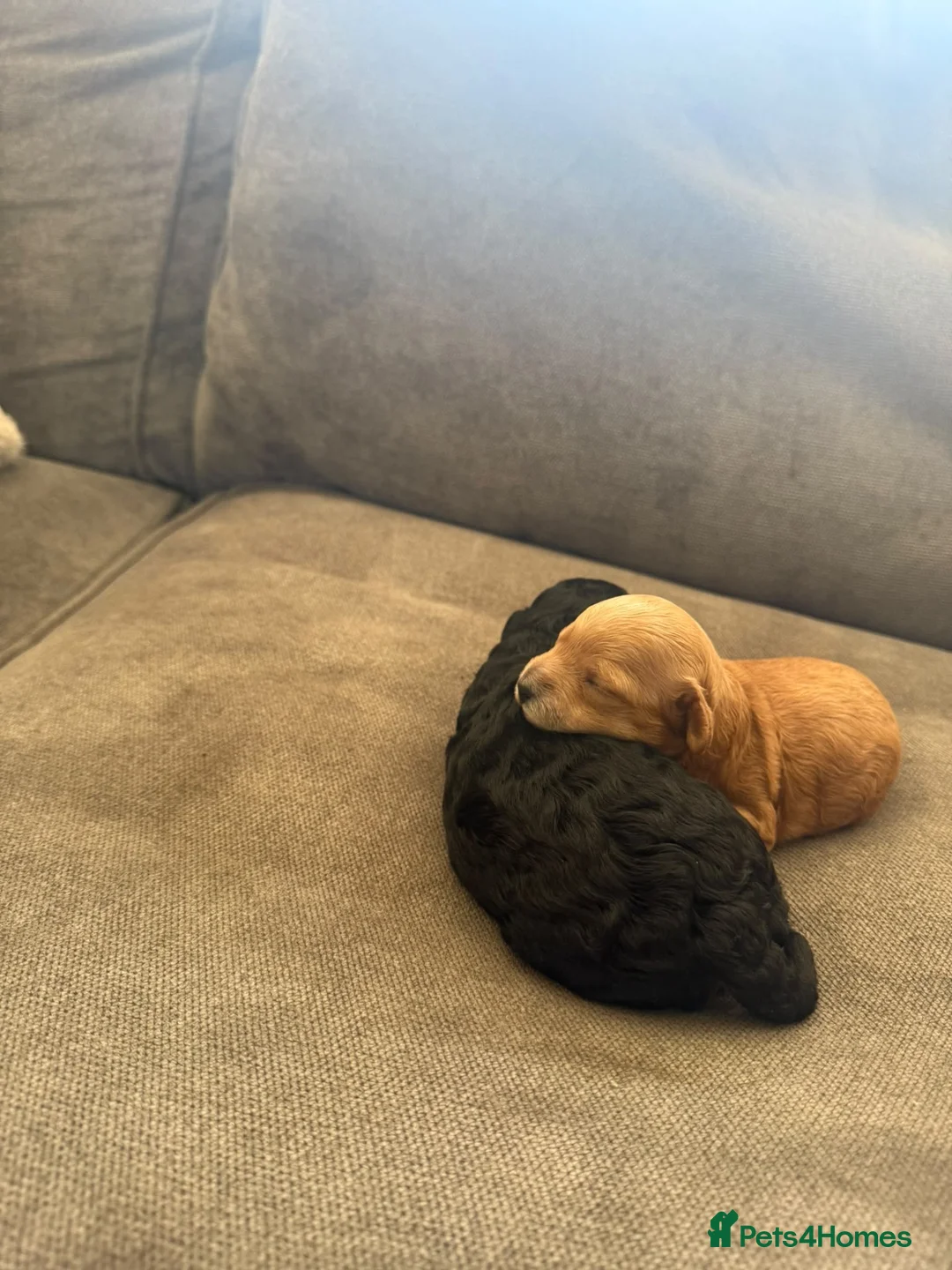Cavapoo dogs for sale: Little red Lady  - Advert 11