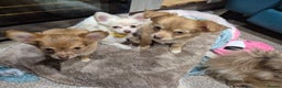 Chihuahua dogs for sale: ***READY NOW*** Long Haired Chihuahua Pups  - Advert 18