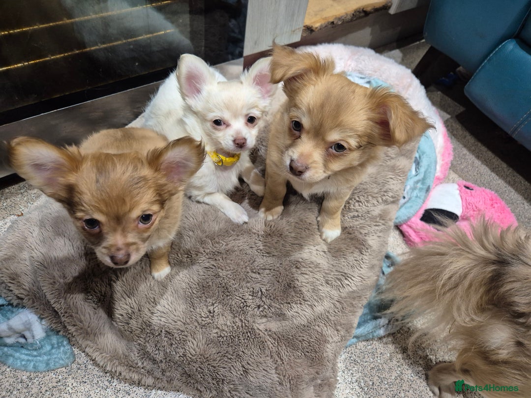 Chihuahua dogs for sale: ***READY NOW*** Long Haired Chihuahua Pups  - Advert 18