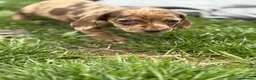 Dachshund dogs for sale: Stunning litter miniature sausage dogs - Advert 8