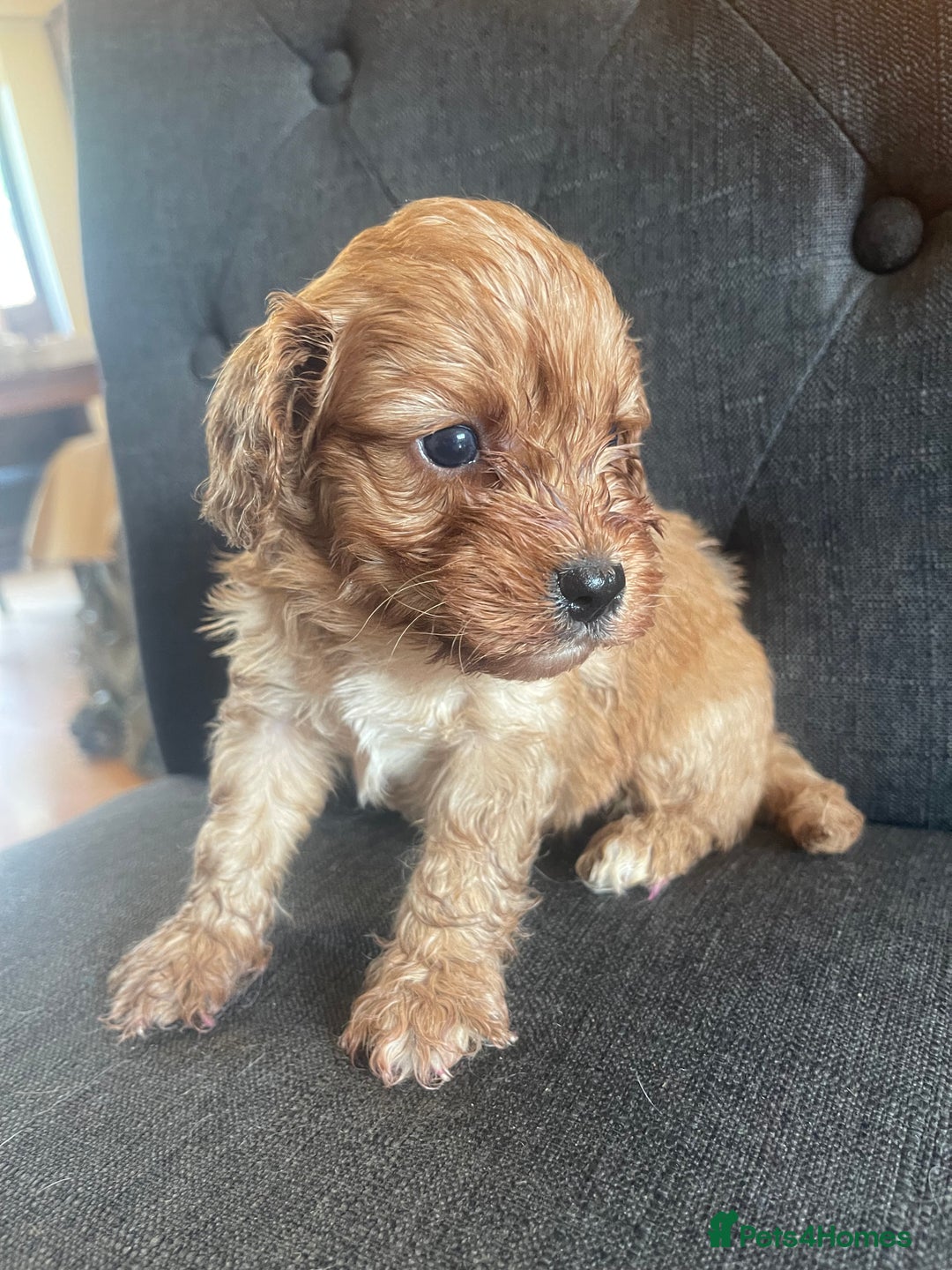 Cavapoo dogs for sale: Adorable toy Cavapoo pups apricot or fox red  - Image 17