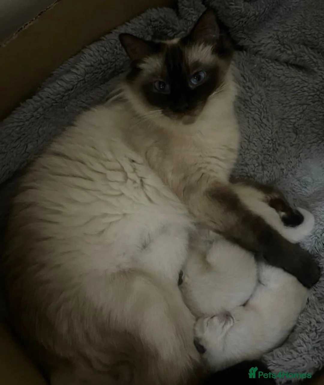 Ragdoll cats for sale: £400.Full pedigree Ragdoll kittens for sale.  - Advert 1
