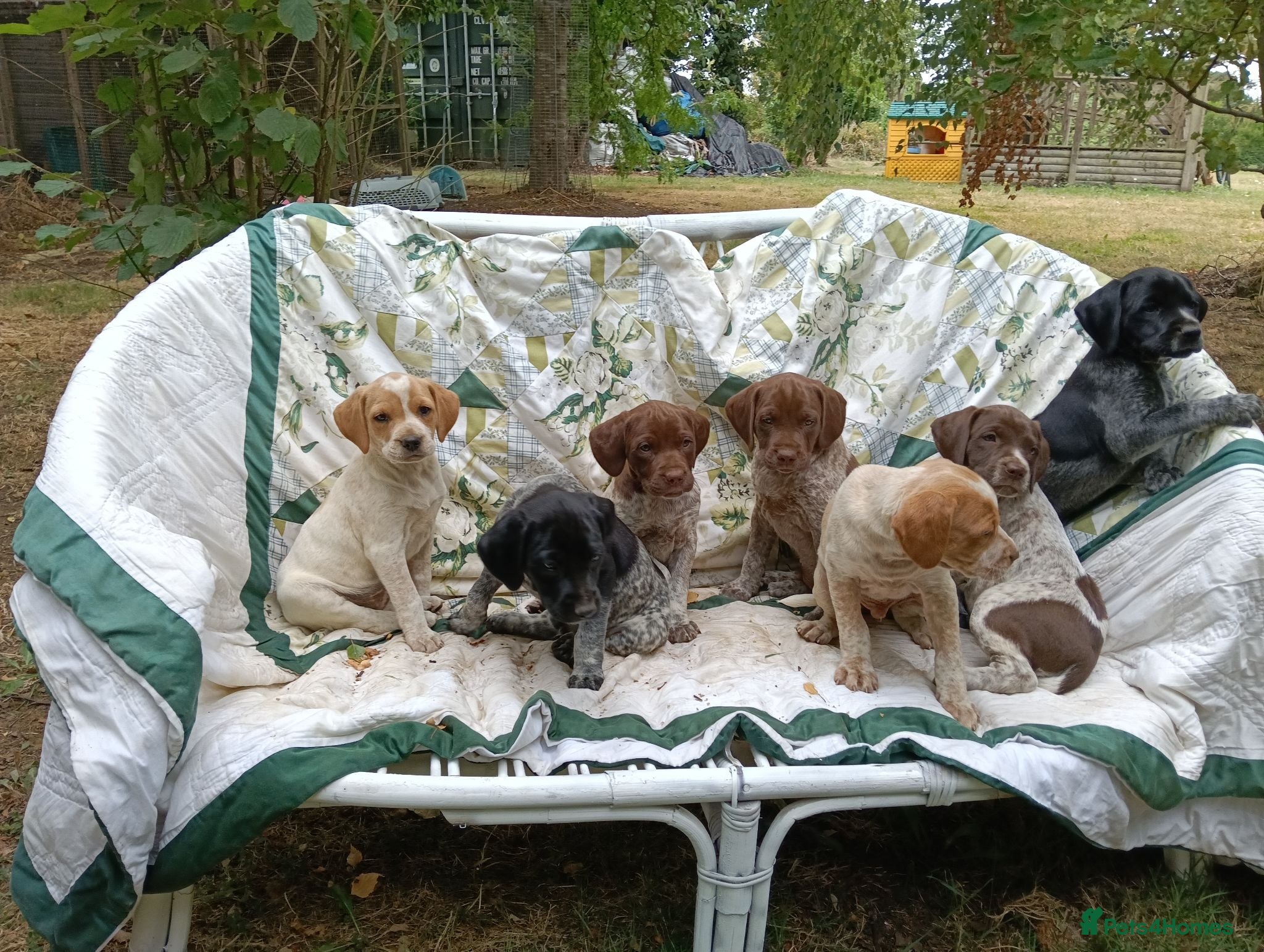 Mixed Breed dogs Pointer x Brittany  - Advert 2