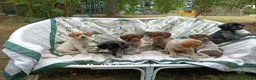 Mixed Breed dogs for sale: Pointer x Brittany  - Advert 6