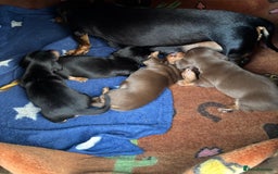 Dachshund dogs for sale: KC PRA Miniature smooth hair dachshund puppies  - Image 21