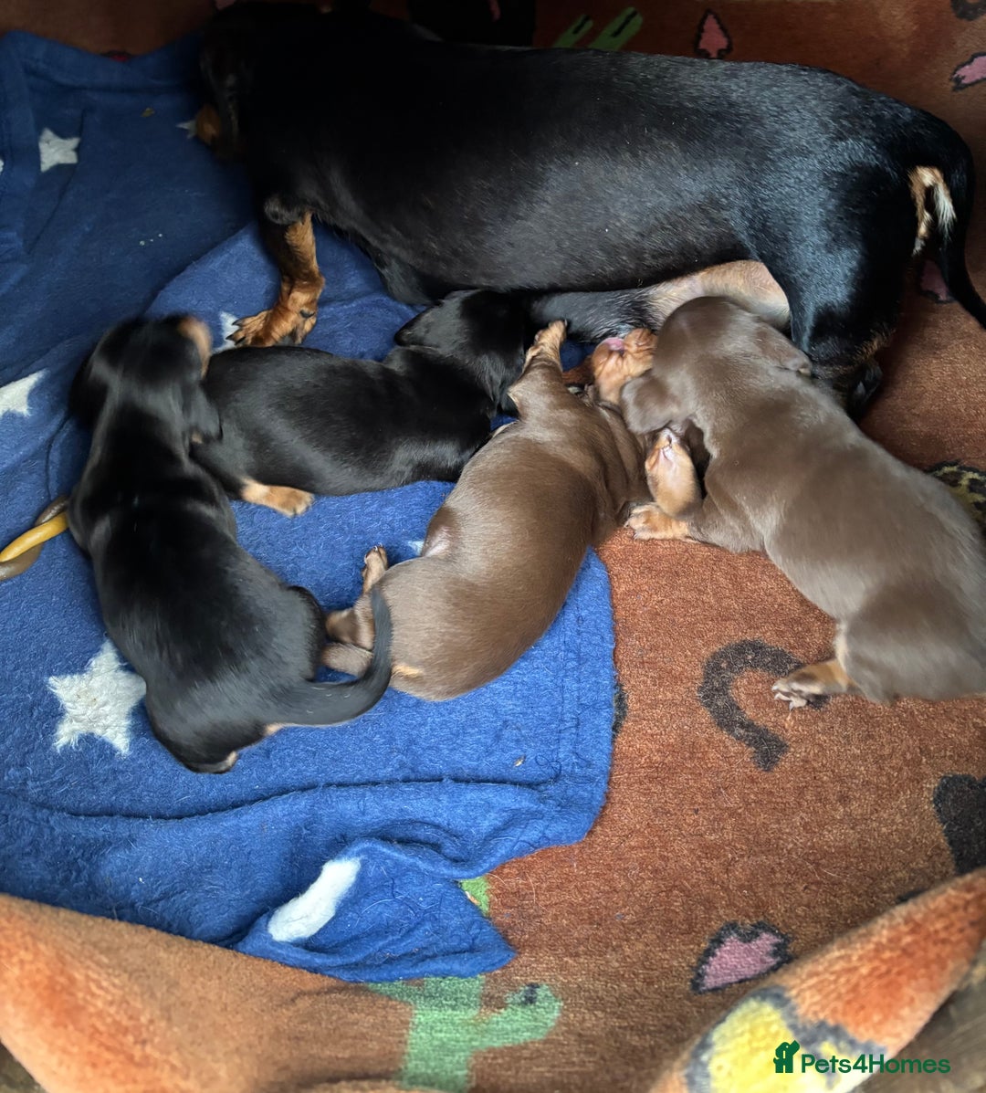 Dachshund dogs for sale: KC PRA Miniature smooth hair dachshund puppies  - Image 21