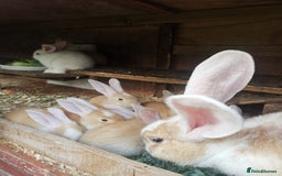 Continental Giant rabbits for sale: Beautiful white eared yellow continental giants  - Image 2