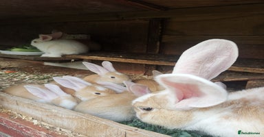 Continental Giant rabbits - Advert 11