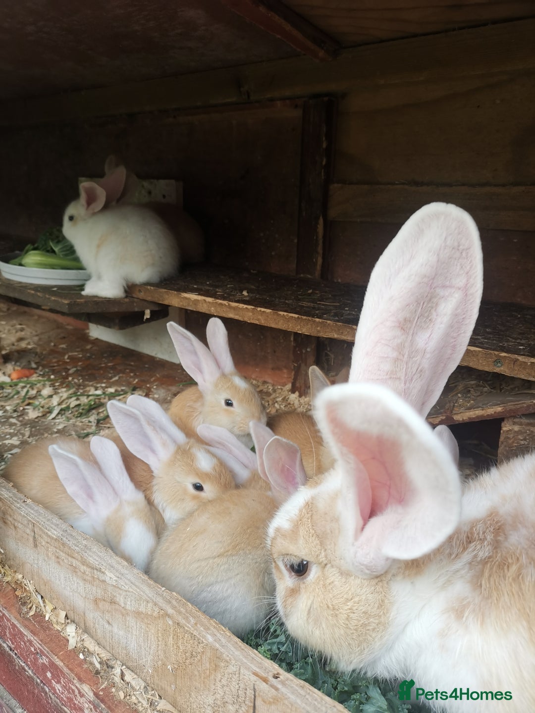 Continental Giant rabbits for sale: Beautiful white eared yellow continental giants  - Image 2