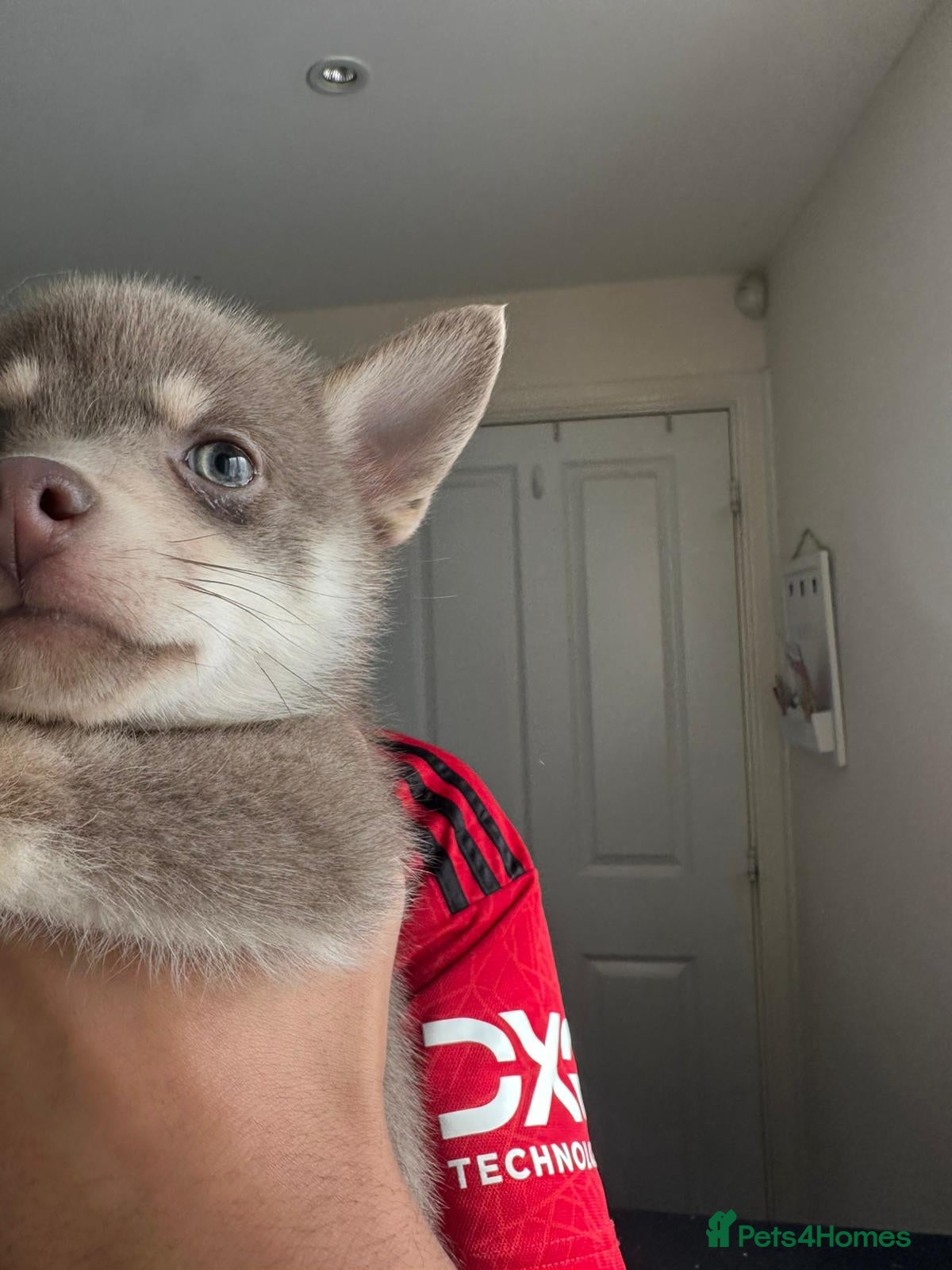 Pomsky dogs Blue & cream girl, green eyes & chocolate/Red nose - Advert 1