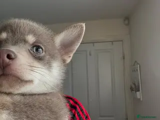 Pomsky dogs Blue & cream girl, green eyes & chocolate/Red nose - Advert 2