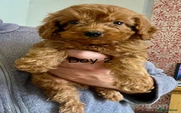Cockapoo dogs for sale: Stunning F1B cockapoo’s READY TO GO NOW!!! - Image 6