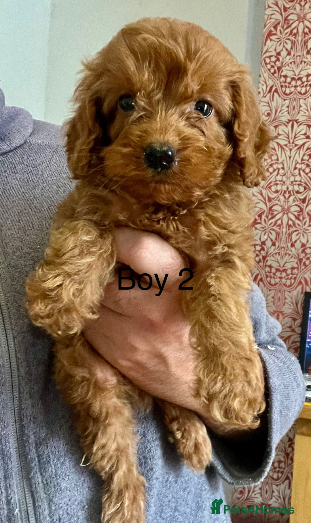 Cockapoo dogs for sale: Stunning F1B cockapoo’s READY TO GO NOW!!! - Image 6
