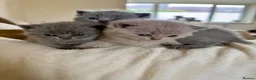 British Shorthair cats for sale: 4 British shorthair kittens  - Advert 7