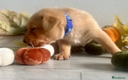 Labrador Retriever dogs for sale: Yellow Labrador Puppies - Image 3