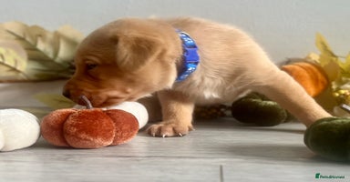 Labrador Retriever dogs - Advert 8