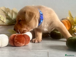 Labrador Retriever dogs - Advert 2